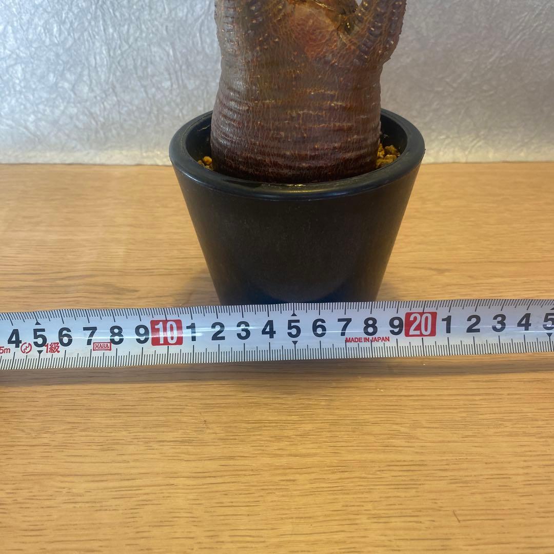 グラキリス 発根管理中 現地球