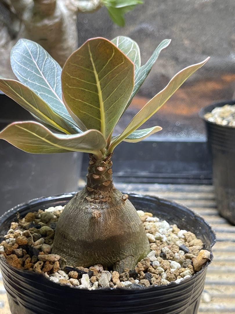 シーズン終了につき格安！アデニュウムソコトラナム(ホンソコ)実生２年目