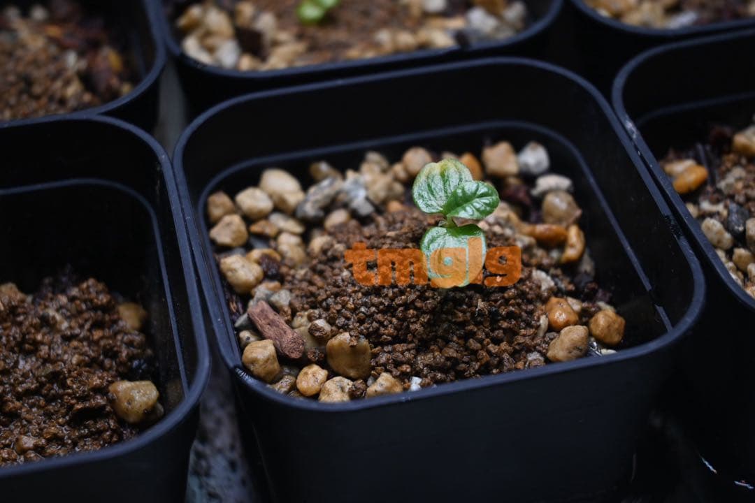 ドルステニア　ギガス　ブラータ　種子10粒