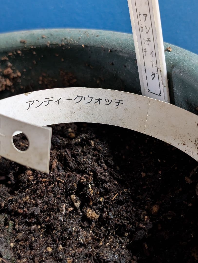 ☆薔薇：藤色のロゼット咲き【アンティークウ◯◯〇】大苗～中苗程度