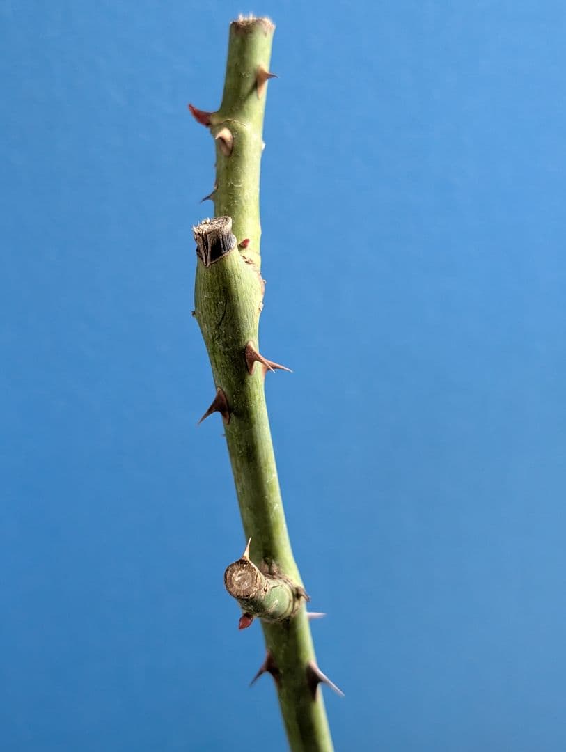 ☆薔薇：藤色のロゼット咲き【アンティークウ◯◯〇】大苗～中苗程度