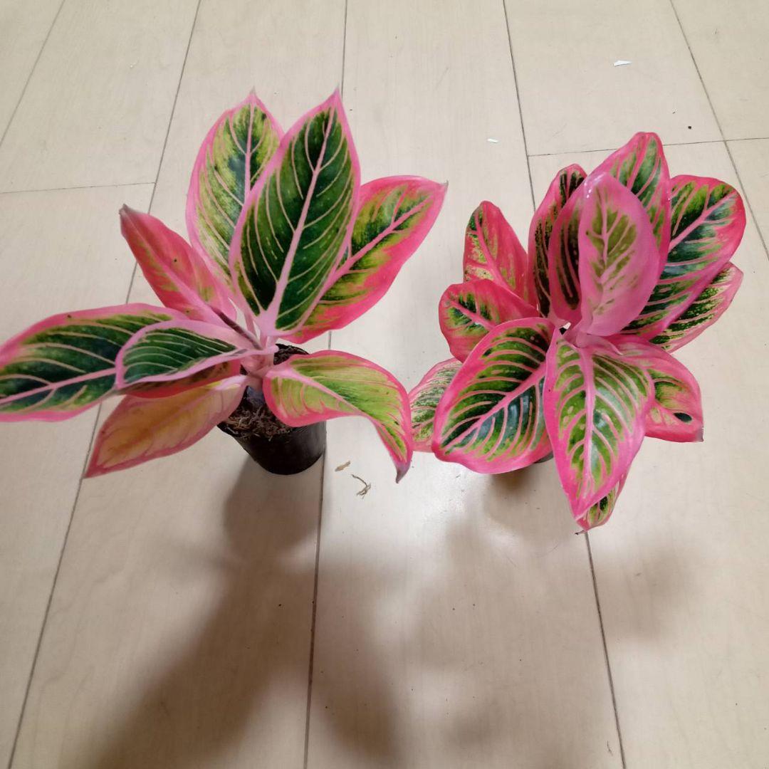 あべし　様　アグラオネマ　ロータス　デライト　観葉植物