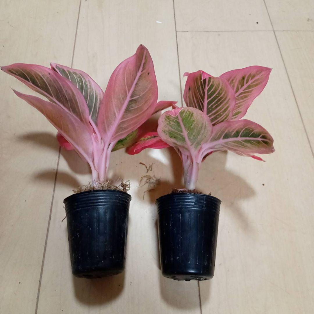 あべし　様　アグラオネマ　ロータス　デライト　観葉植物