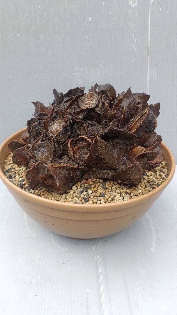 亜熱帯のシダ　リュウビンタイ　奄美大島産　①　大株