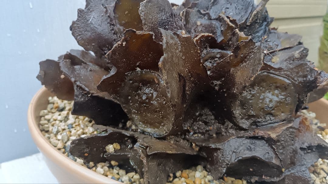 亜熱帯のシダ　リュウビンタイ　奄美大島産　①　大株