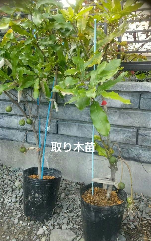 マカダミアナッツ取り木】 ☀限定特別販売ご案内 バーモント、バーディック