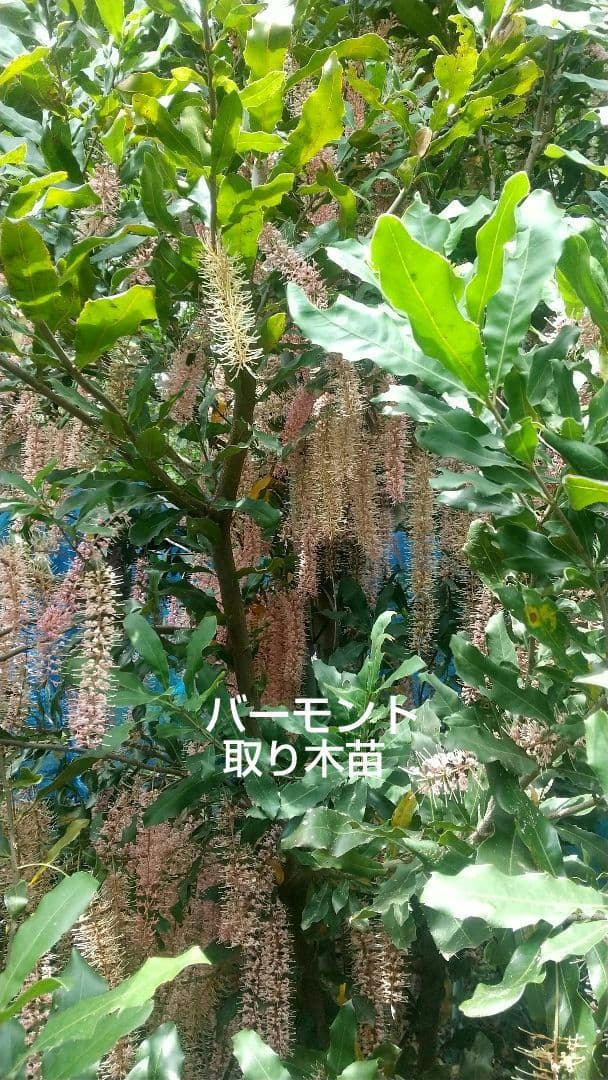 マカダミアナッツ取り木】 ☀限定特別販売ご案内 バーモント、バーディック