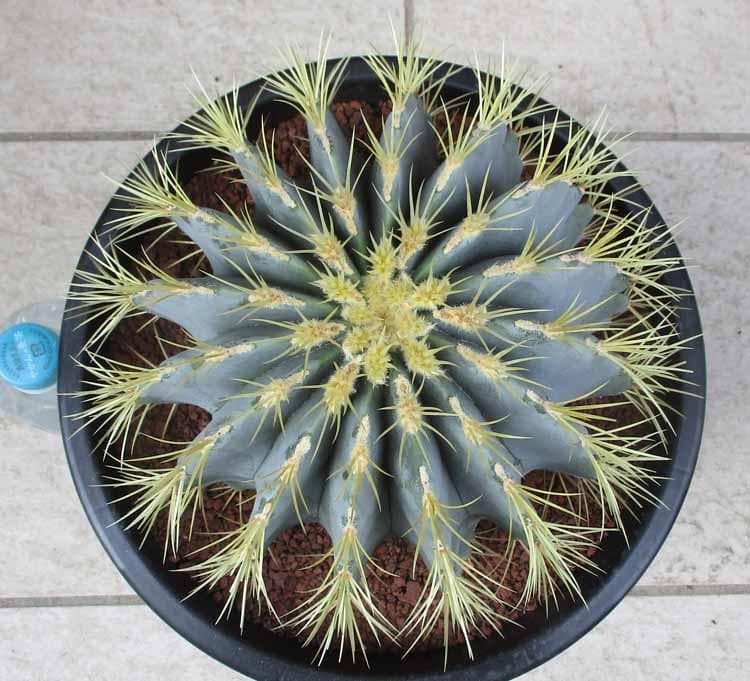 【現品】サボテン・王冠竜　フェロカクタス（おうかんりゅう）　9号　うC番