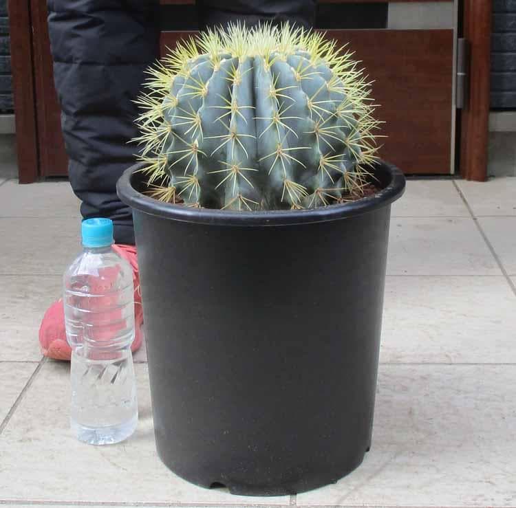 【現品】サボテン・王冠竜　フェロカクタス（おうかんりゅう）　9号　うC番