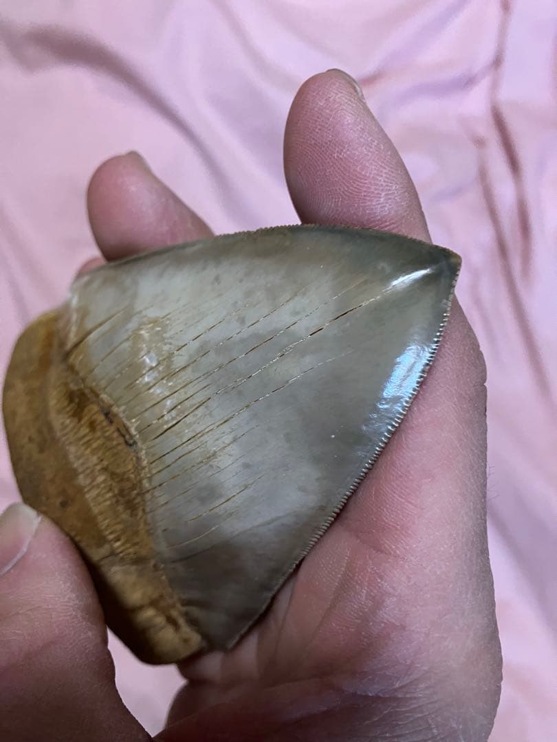 メガロドン　歯　化石