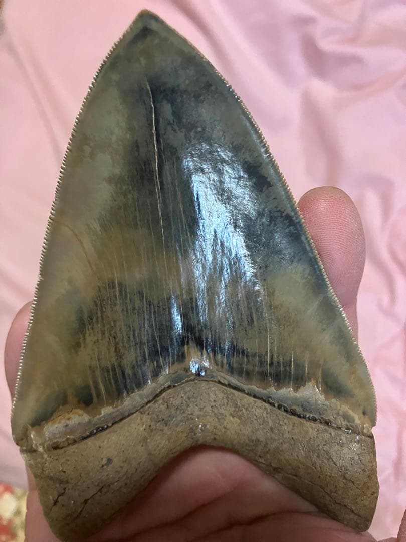 メガロドン　歯　化石