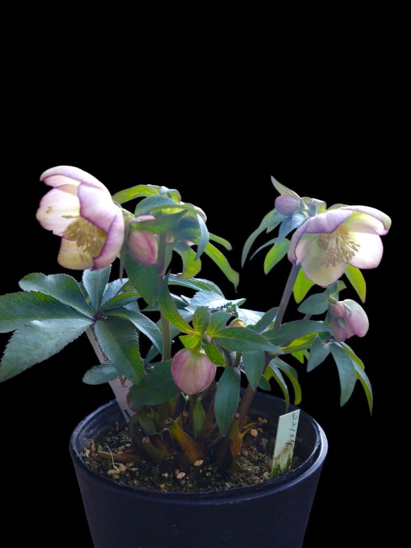 クリスマスローズ 大木ナーセリー ムルチ系 - メルカリ