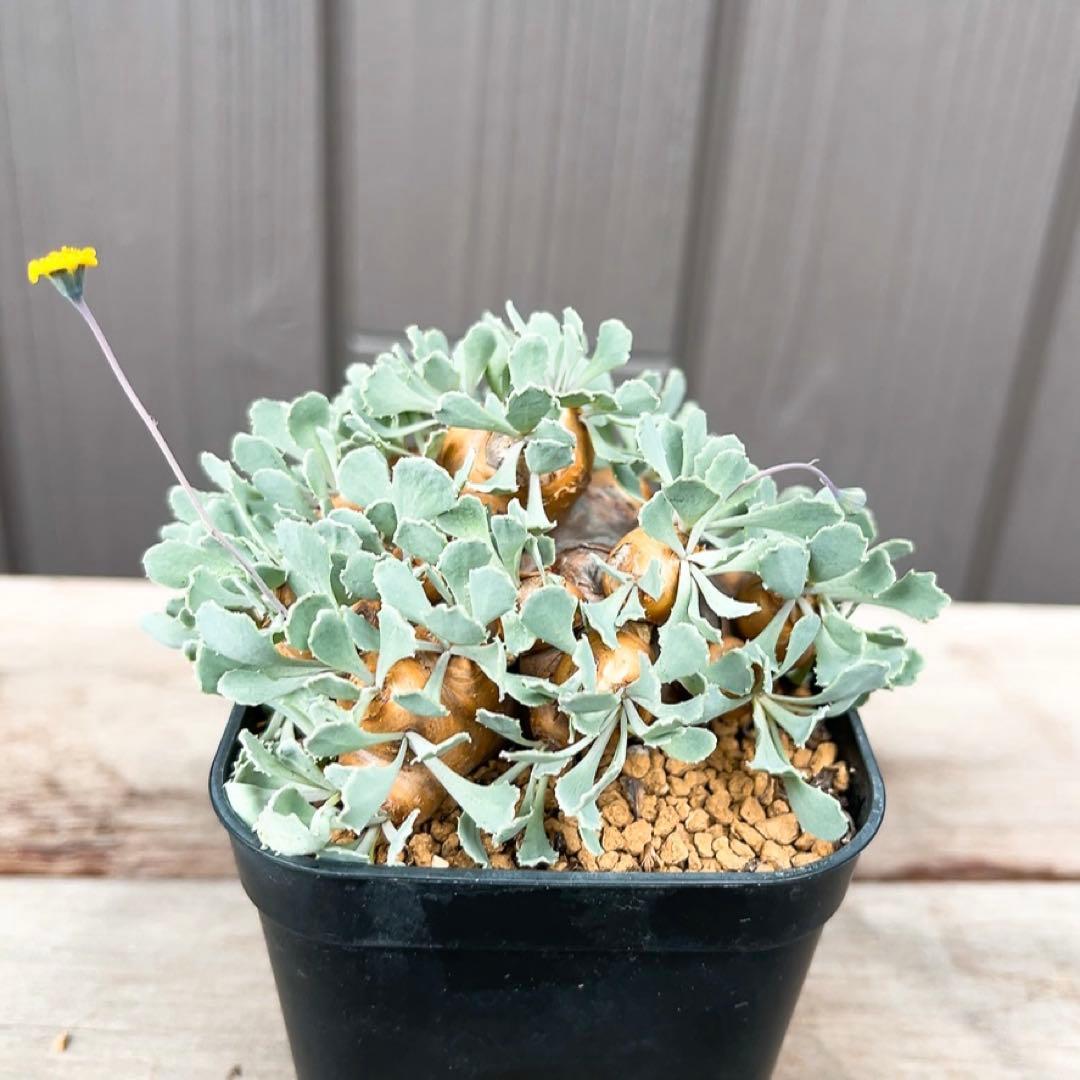 《やん坊まー坊》オトンナ カカリオイデス　現地球』極美特大株　発根済