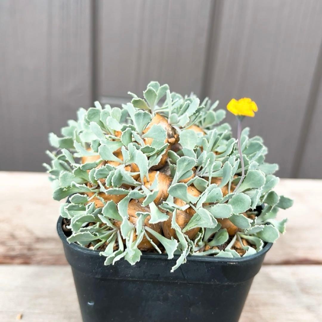 《やん坊まー坊》オトンナ カカリオイデス　現地球』極美特大株　発根済