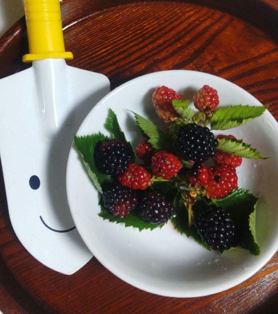 ブラックベリー挿し木用(ФωФ)ネコポス カット枝