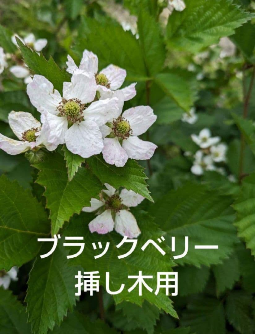 ブラックベリー挿し木用(ФωФ)ネコポス カット枝