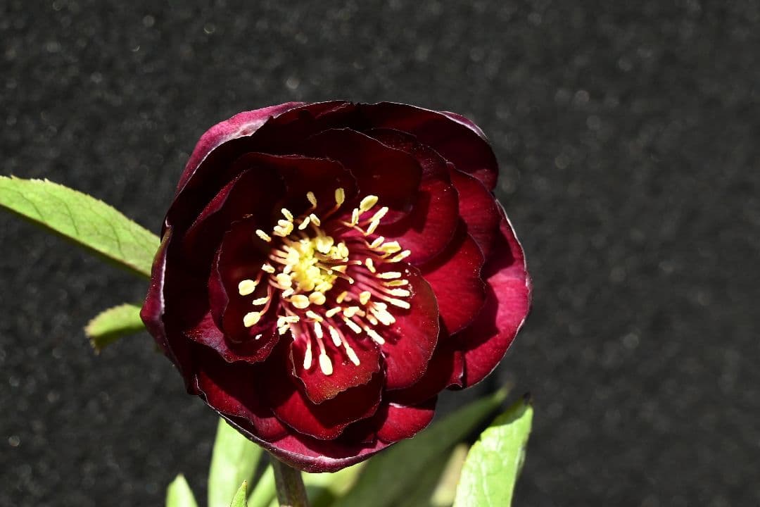 クリスマスローズ　最新花！ 認定キラメキ✩ディープレッド　加藤農園