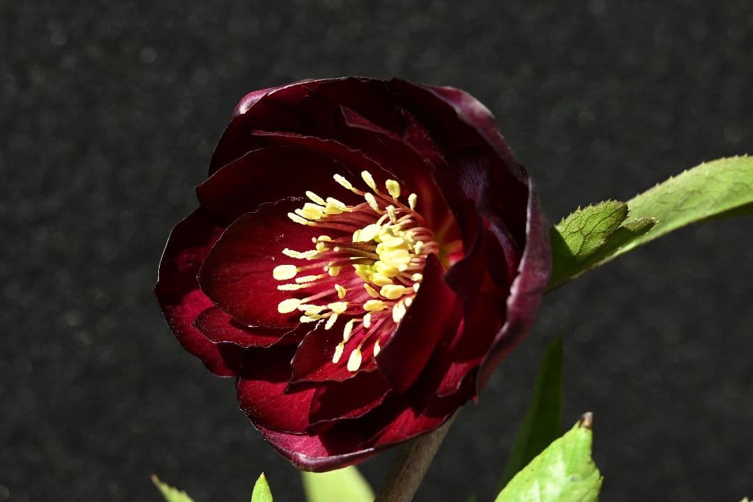 クリスマスローズ　最新花！ 認定キラメキ✩ディープレッド　加藤農園