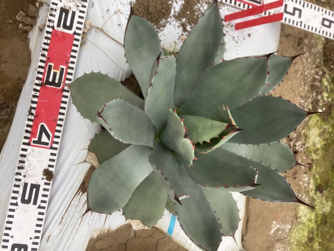 アガベ　トランカータ　実生　3