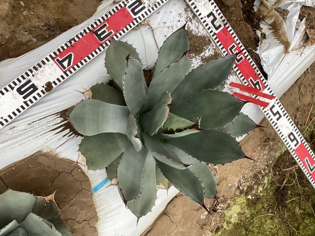 アガベ　トランカータ　実生　3