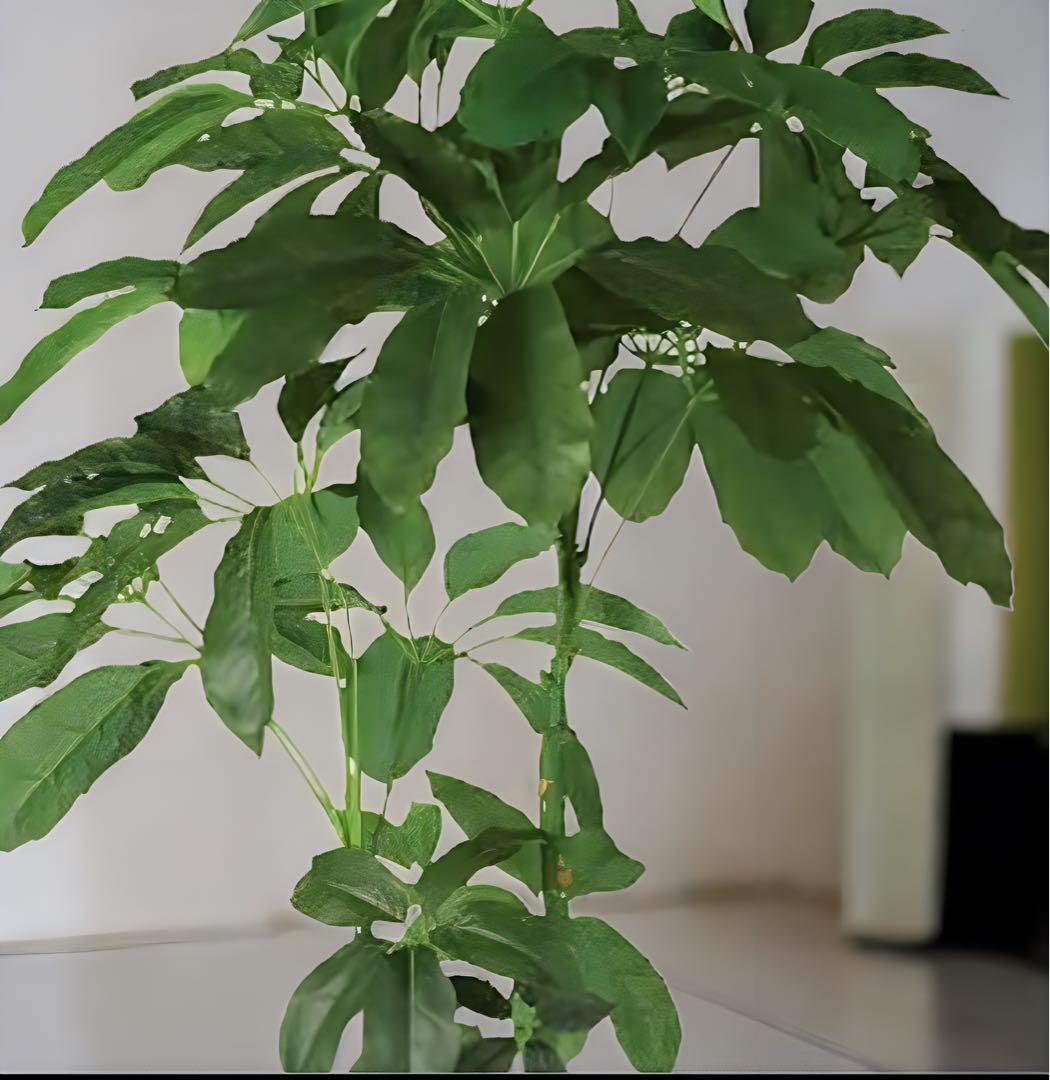 光触媒　人工観葉植物　ウォールグリーン　フェイクグリーン　ブラッサイア210