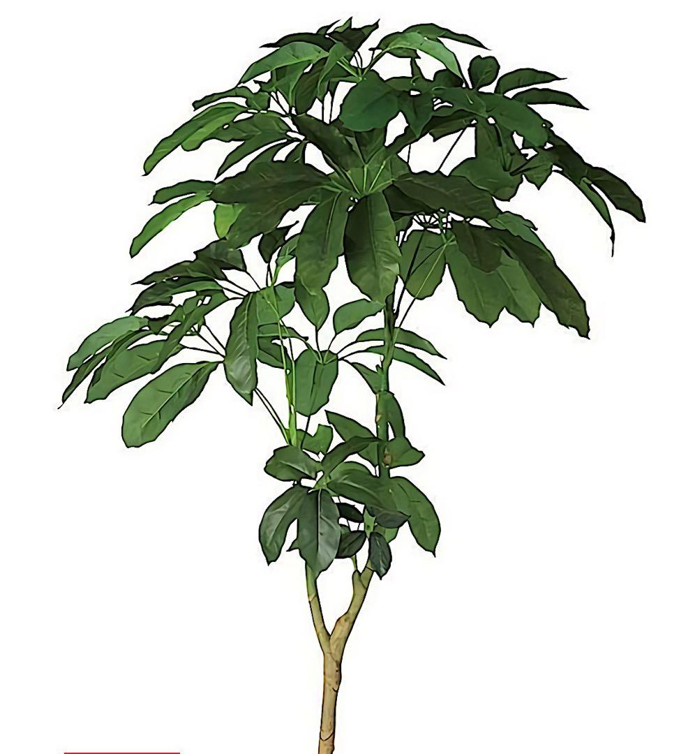 光触媒　人工観葉植物　ウォールグリーン　フェイクグリーン　ブラッサイア210