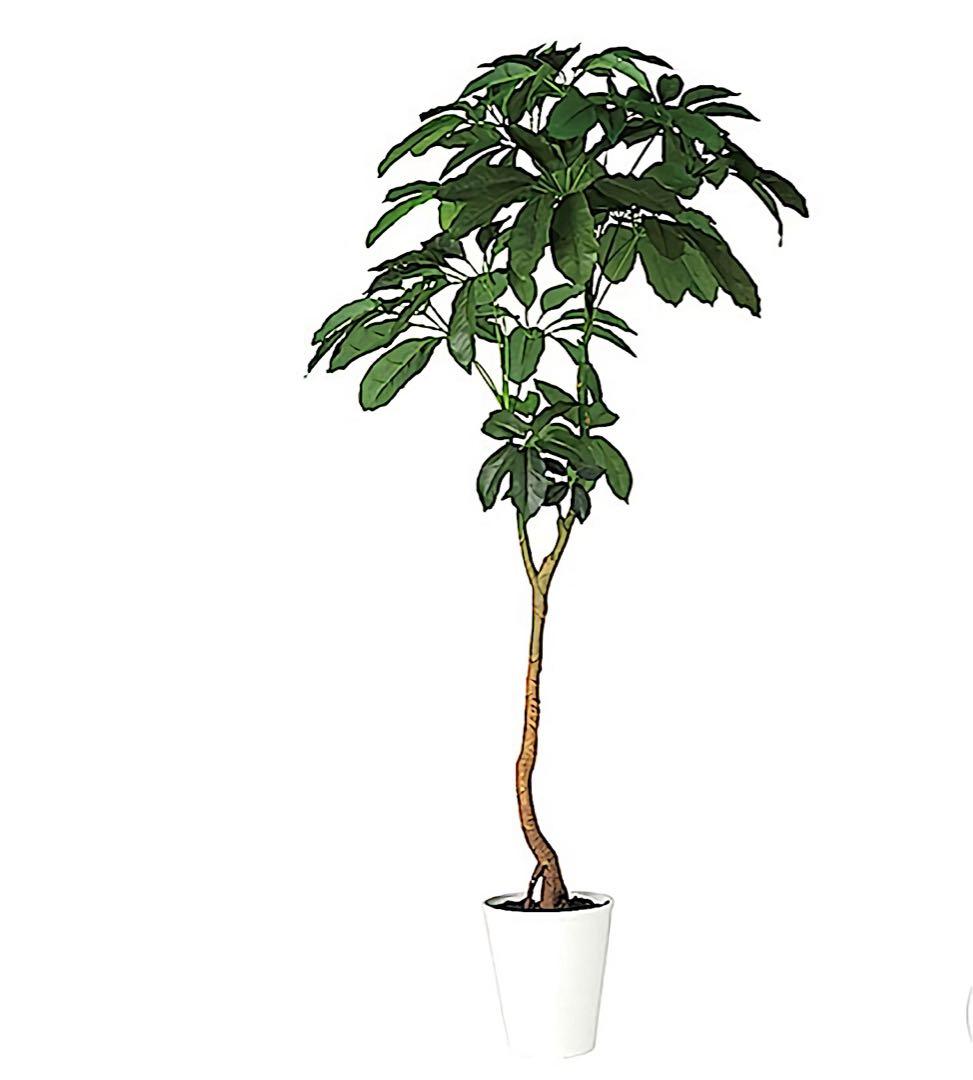 光触媒　人工観葉植物　ウォールグリーン　フェイクグリーン　ブラッサイア210