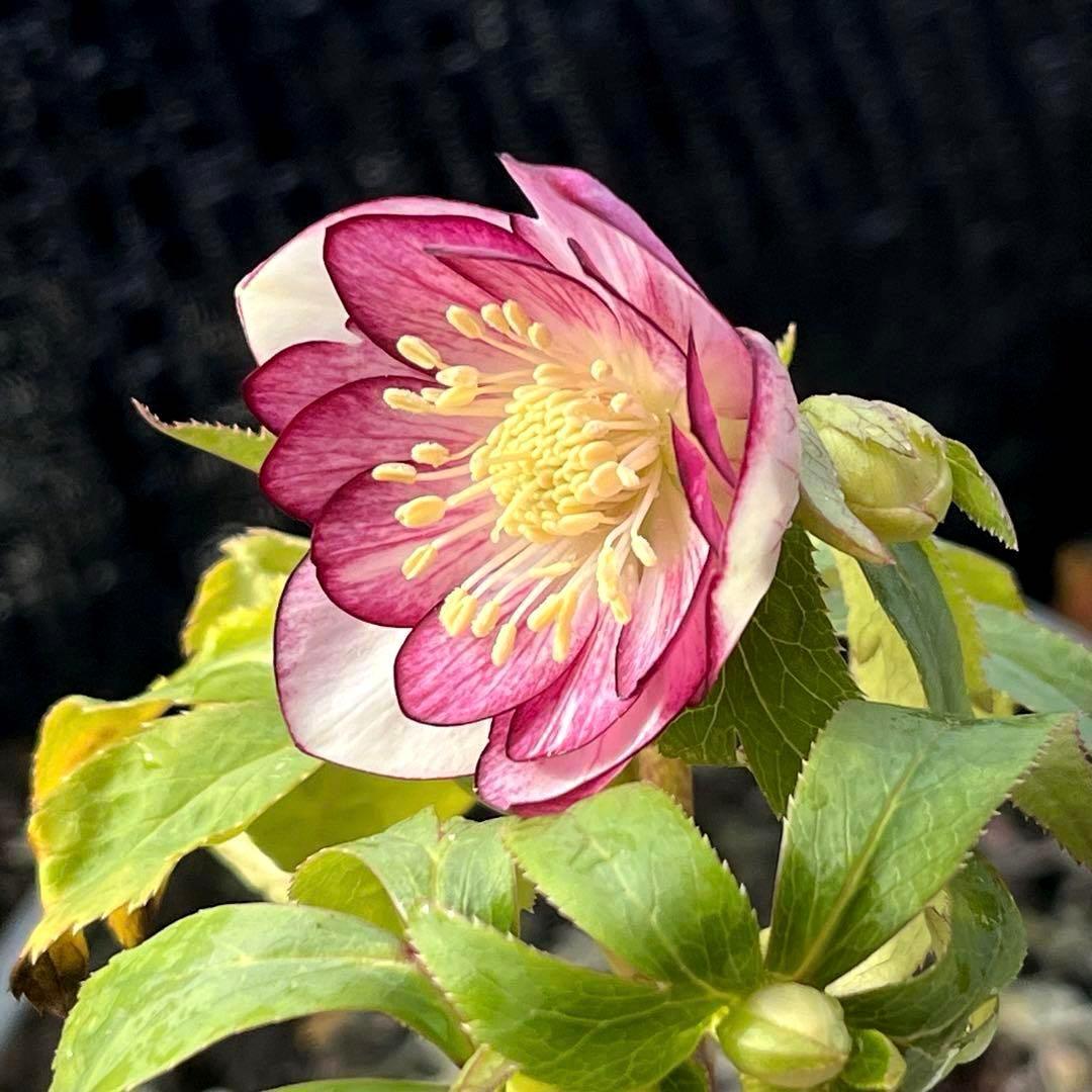 の*ん様 ❤️根充実❤️沢山しっかり新芽❤️966⭐️極上⭐️【フジタ】