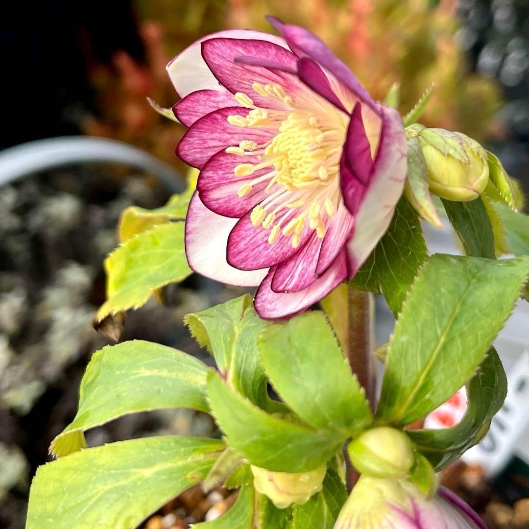 の*ん様 ❤️根充実❤️沢山しっかり新芽❤️966⭐️極上⭐️【フジタ】