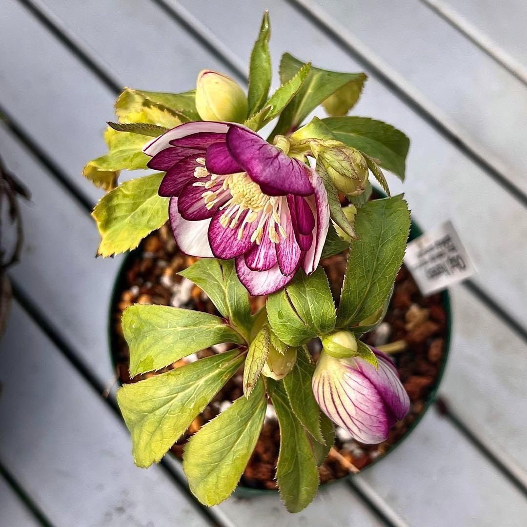 の*ん様 ❤️根充実❤️沢山しっかり新芽❤️966⭐️極上⭐️【フジタ】