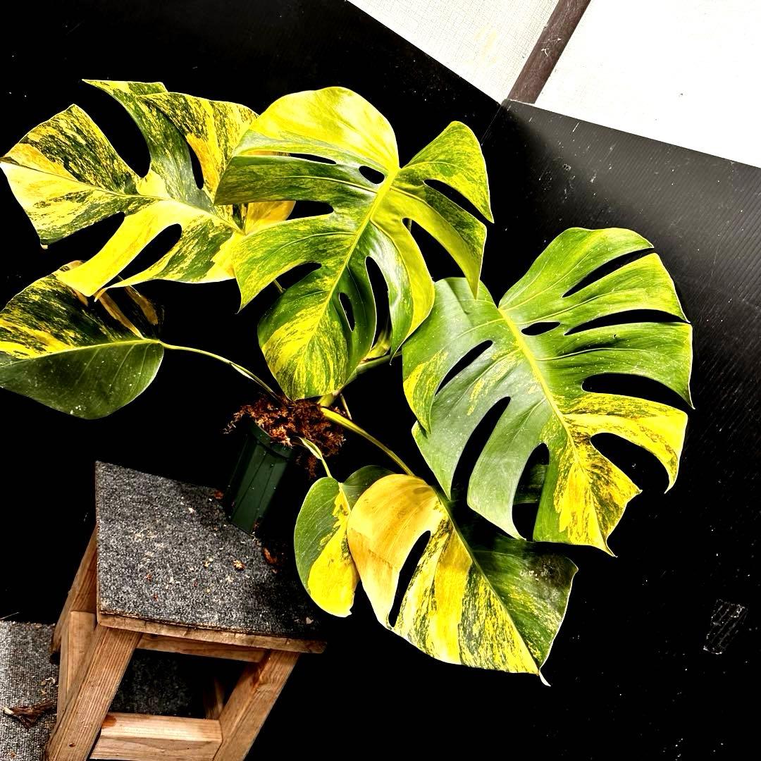 T*o様 斑入りモンステラボルシギアナオーレア黄斑67㎝/検索→イエローマリリン