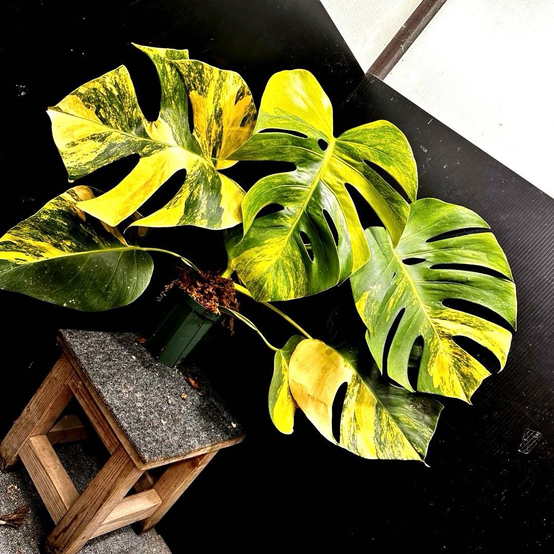 T*o様 斑入りモンステラボルシギアナオーレア黄斑67㎝/検索→イエローマリリン