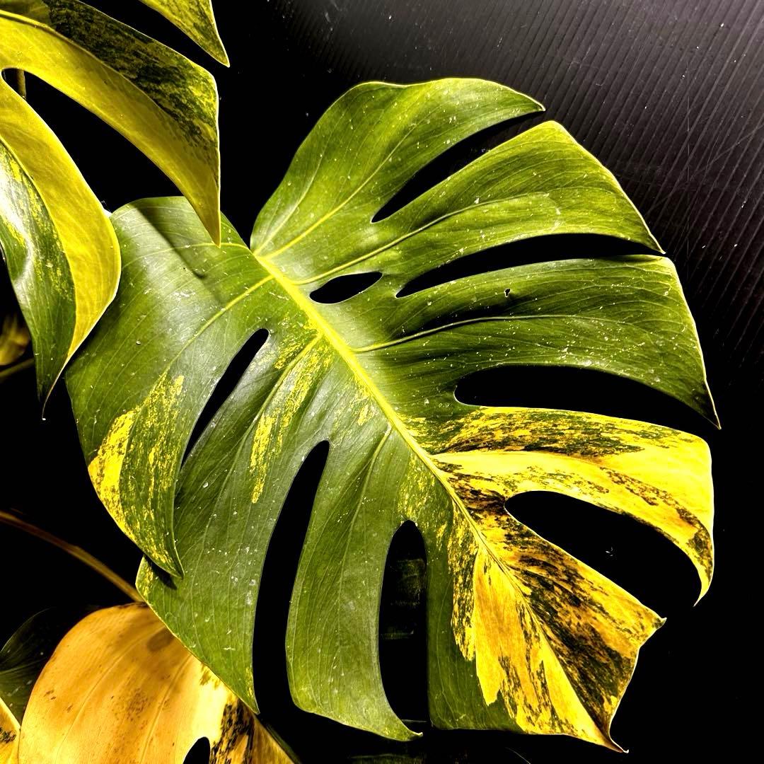 T*o様 斑入りモンステラボルシギアナオーレア黄斑67㎝/検索→イエローマリリン
