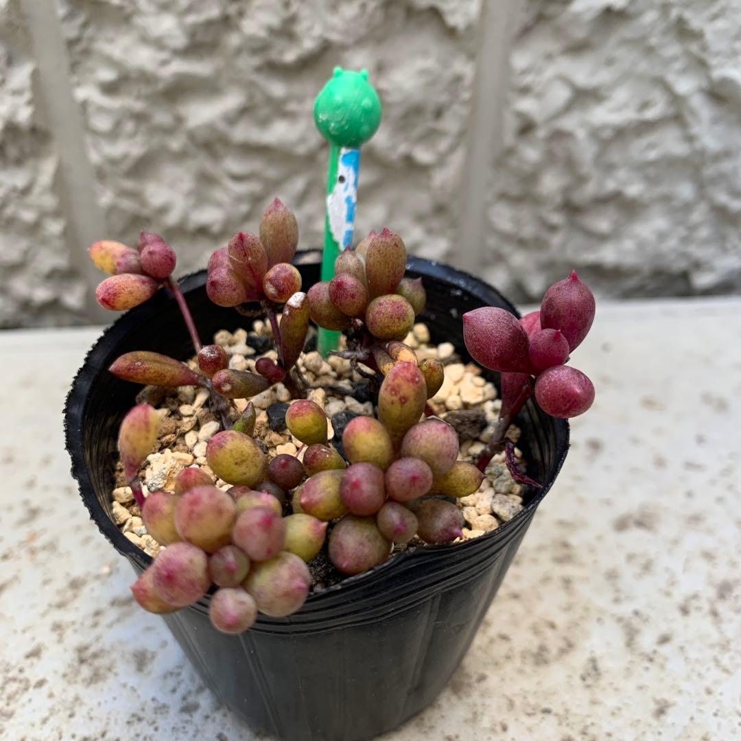 ルビーネックレス根つき ドルフィンネックレス根の状態はわかりません