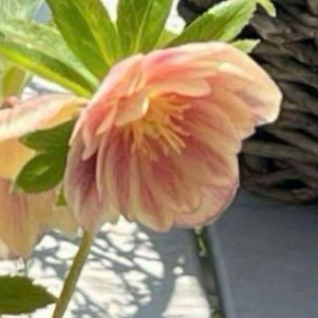 ば*な様 ☘️ラスト2☘️超希少☘️根充実❤️沢山新芽❤️807【イリュージョン