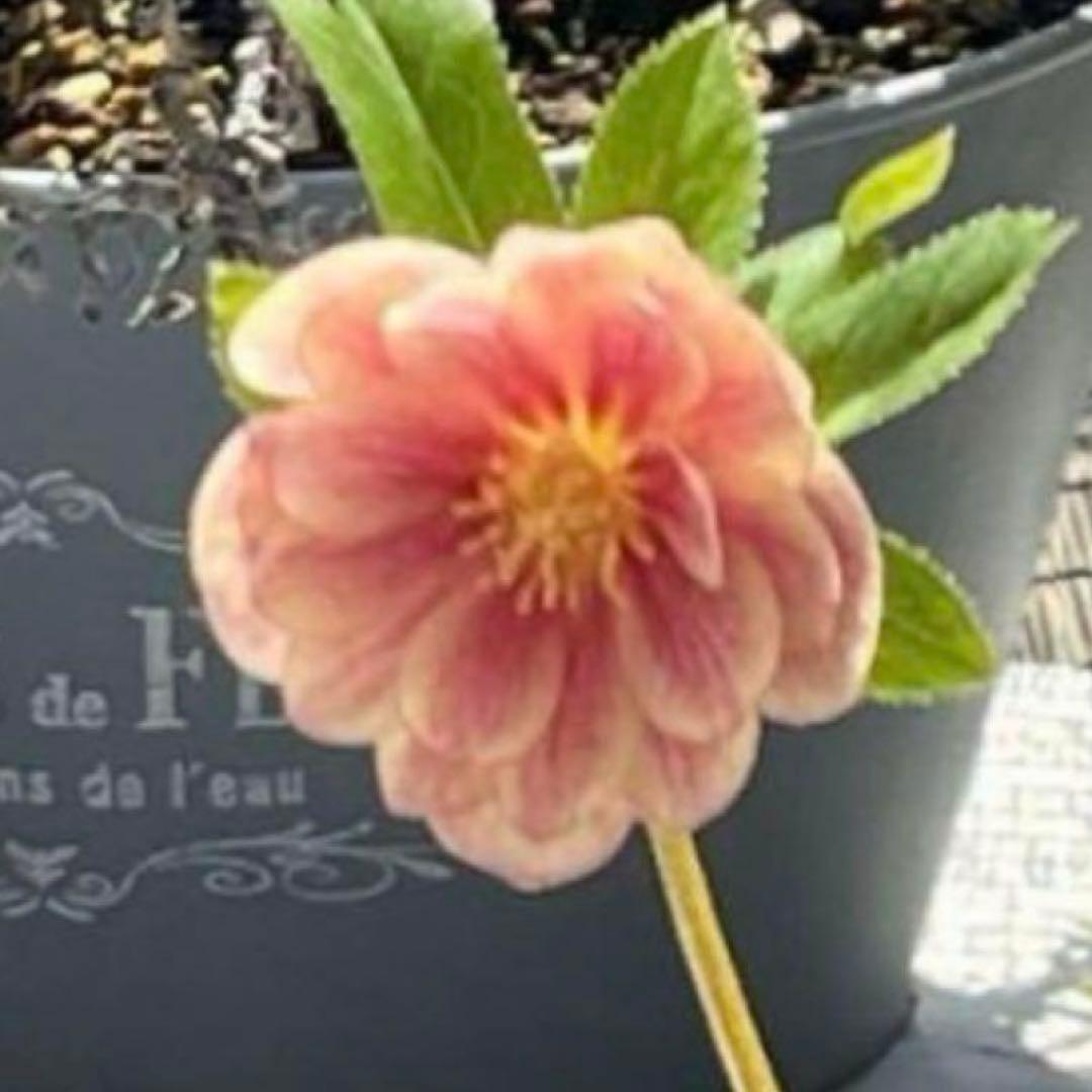 ば*な様 ☘️ラスト2☘️超希少☘️根充実❤️沢山新芽❤️807【イリュージョン