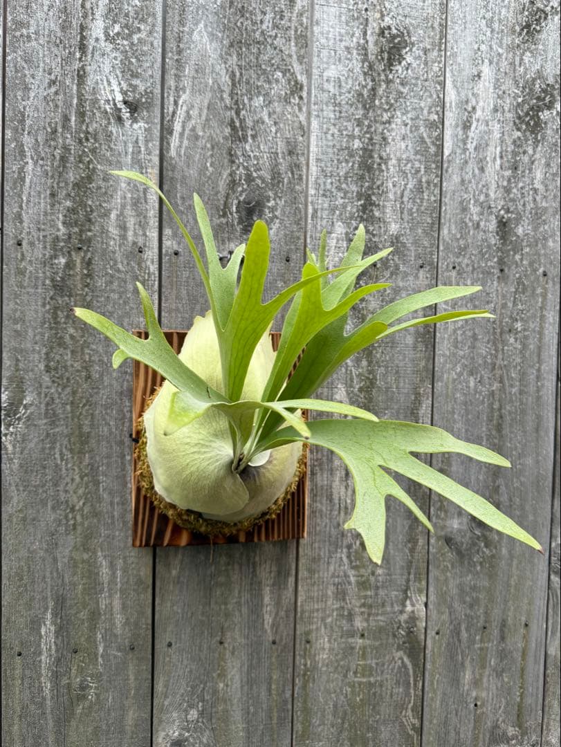 ビカクシダ P.bifurcatum Popcorn (pup)