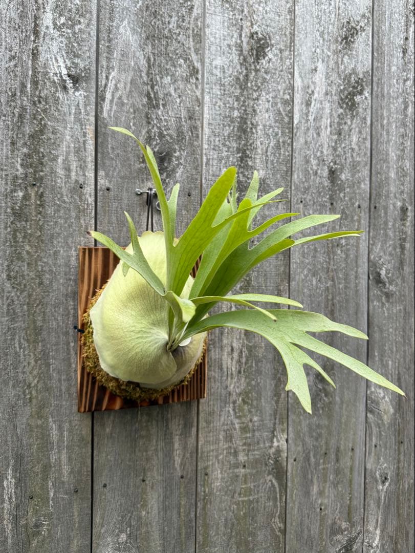 ビカクシダ P.bifurcatum Popcorn (pup)