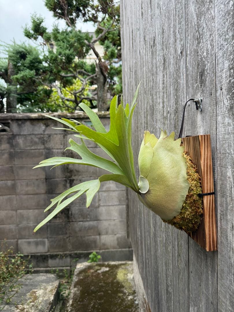 ビカクシダ P.bifurcatum Popcorn (pup)