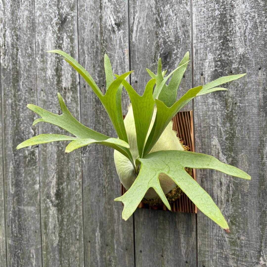 ビカクシダ P.bifurcatum Popcorn (pup)