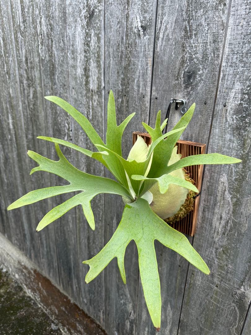 ビカクシダ P.bifurcatum Popcorn (pup)