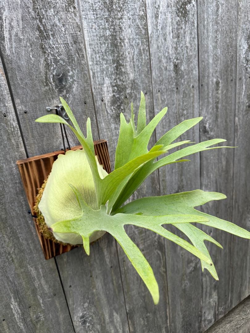 ビカクシダ P.bifurcatum Popcorn (pup)