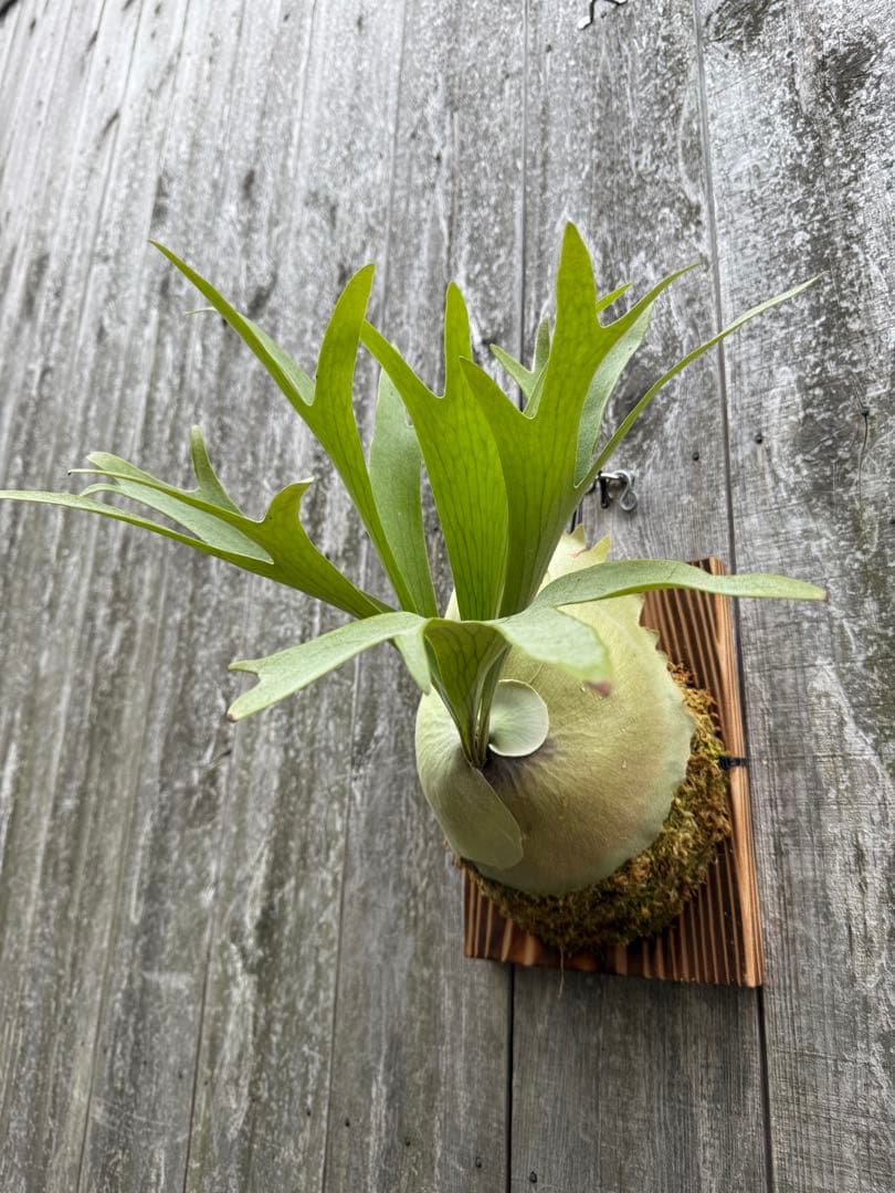 ビカクシダ P.bifurcatum Popcorn (pup)