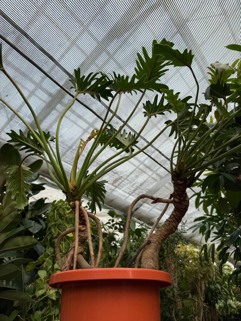 特大極上苗】フィロデンドロン クッカバラ 幹上がり 根上り 曲がり