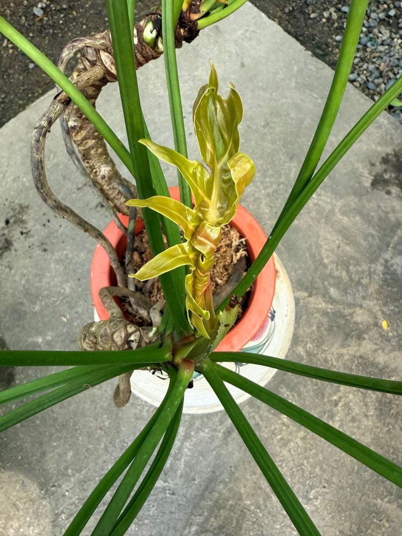 特大極上苗】フィロデンドロン クッカバラ 幹上がり 根上り 曲がり