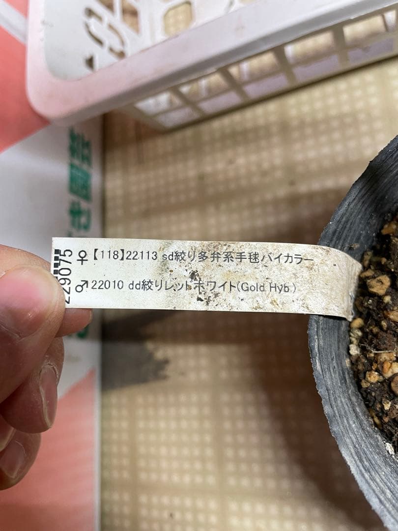 加藤農園 絞りクリスマスローズ