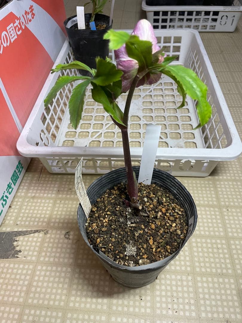 加藤農園 絞りクリスマスローズ