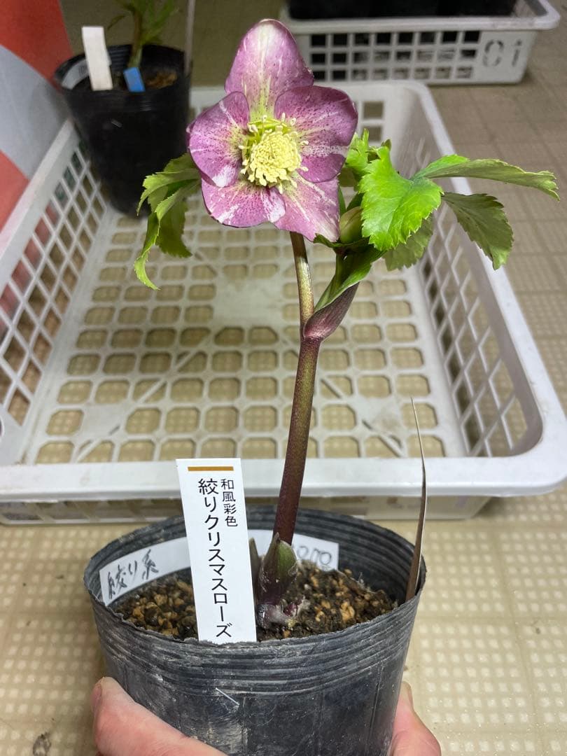 加藤農園 絞りクリスマスローズ