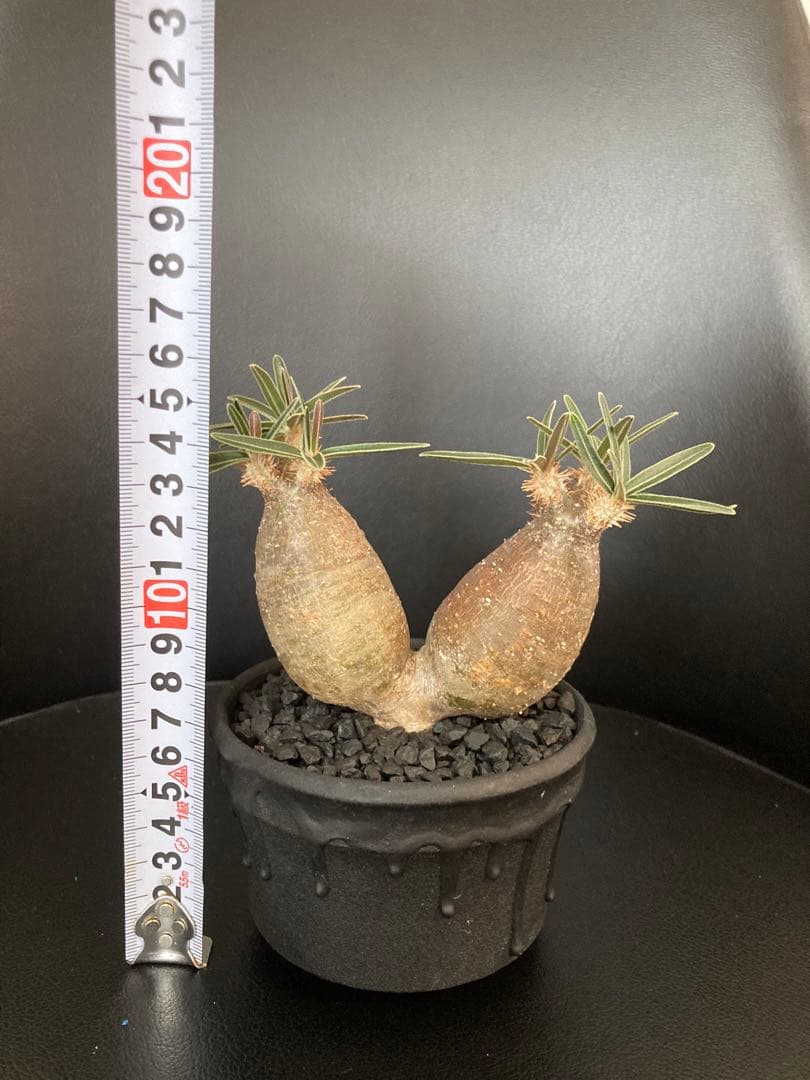 パキポディウムグラキリス　将来有望美形　二頭シンメトリー　発根済み！