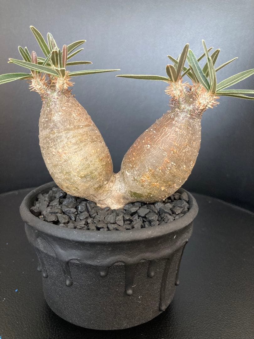 パキポディウムグラキリス　将来有望美形　二頭シンメトリー　発根済み！